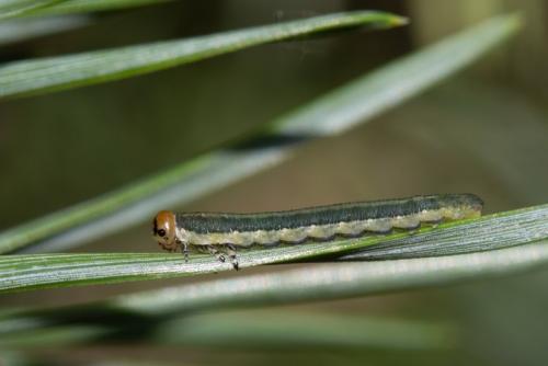 Gilpinia frutetorum